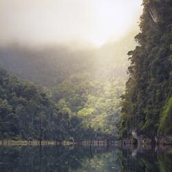 Rainforest Sounds