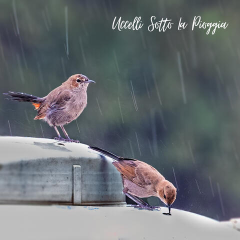 Uccelli Sotto La Pioggia