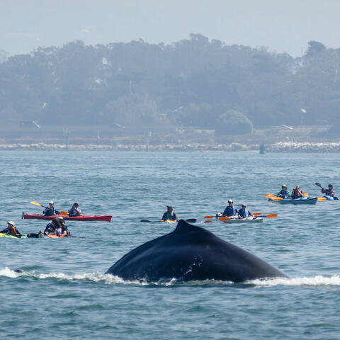 Ballad of the Wrong Way Whale