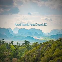 Forest Sounds Part 3