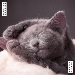 Gentle Dreams