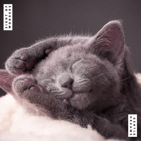 Gentle Dreams