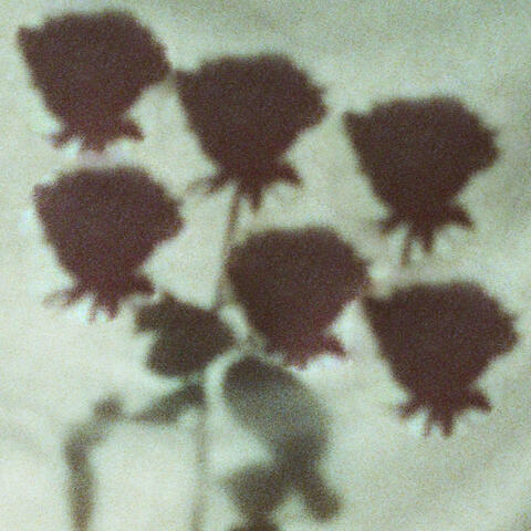 Dark Roses