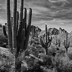 Wind and mockingbird