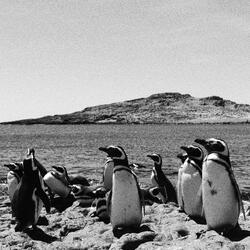 Dawn with the Penguins