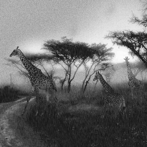 Tanzania Thunder and rain on the Savanna