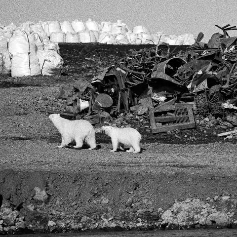 Endangered animals NFT...(No f**king time)