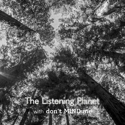Meditation Stories: The Gentle Winds of Mariposa Grove