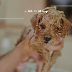 A Little Bit Of Soap