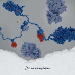 Dephosphorylation