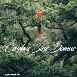 Cerebre Sine Domus