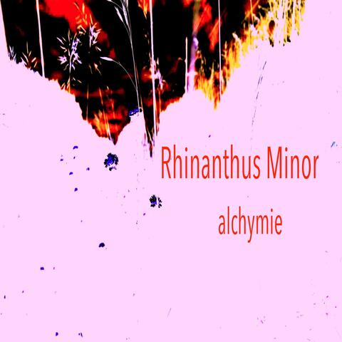 Rhinanthus Minor