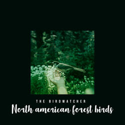 North American Forest Birds