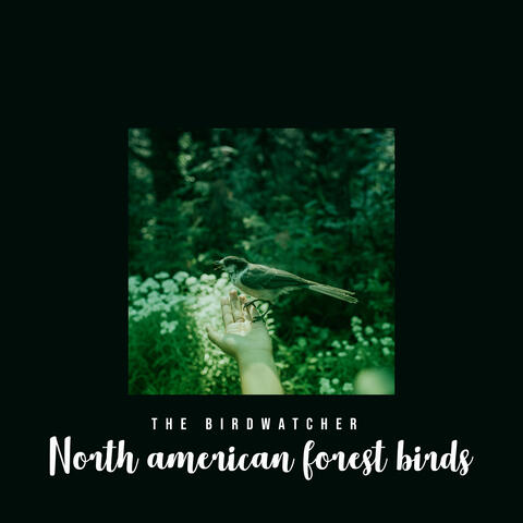 North American Forest Birds