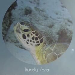 Summery Revitalization