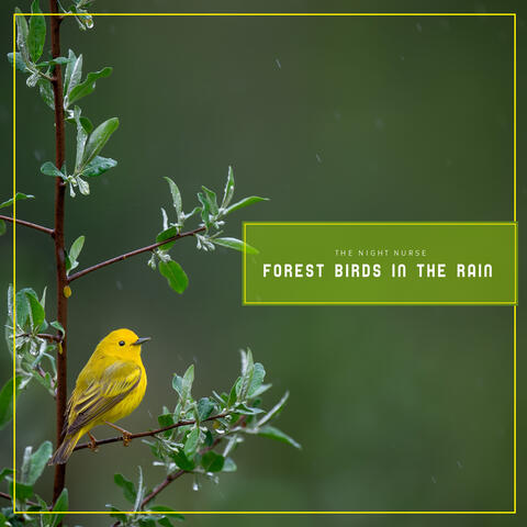 Forest Birds In Rain