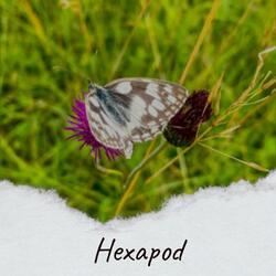 Hexapod
