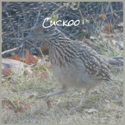 Cuckoo