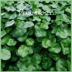 Pennywort
