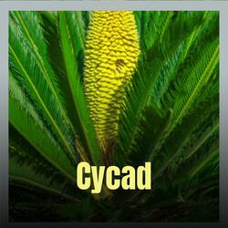 Cycad