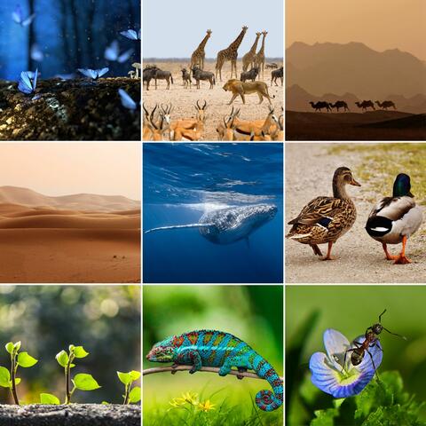 Nature Documentary