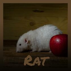 Collectedness Memento