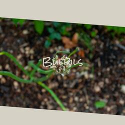 Anguish Bicentennial