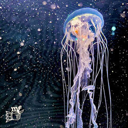 Jellyfish Rain