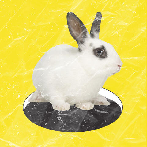 Down the Rabbit hole