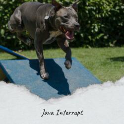 Java Interrupt