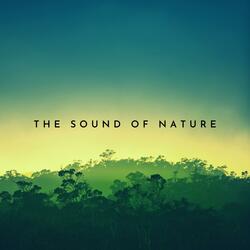 Small Brook Green Noise