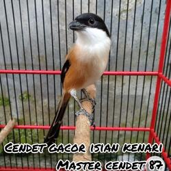 Cendet Gacor Isian Kenari