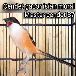 Cendet Gacor Isian Murai