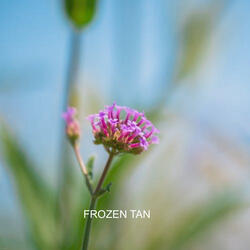frozen tan