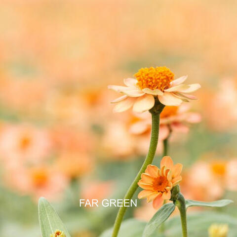 far green