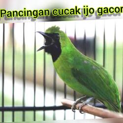 Pancingan Cucak Ijo Gacor