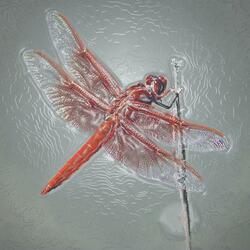 Dragonfly