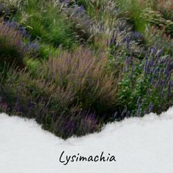 Lysimachia