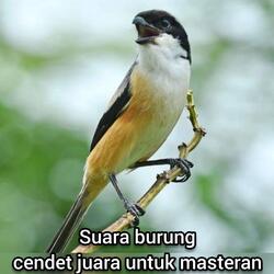 Suara Burung Cendet Juara Untuk Masteran
