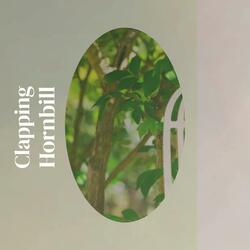 Clapping Hornbill