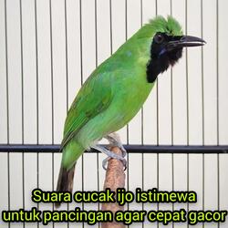 Suara Cucak Ijo Istimewa Untuk Pancingan Agar Cepat Gacor