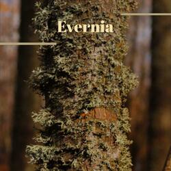 Evernia