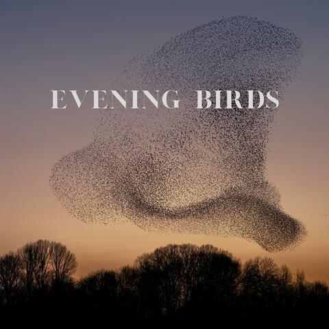 Evening Birds