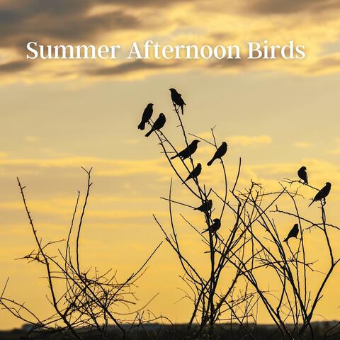 Summer Afternoon Birds