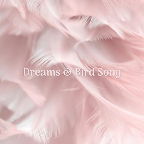 Dreams & Bird Song