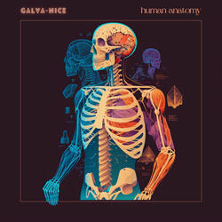 human anatomy