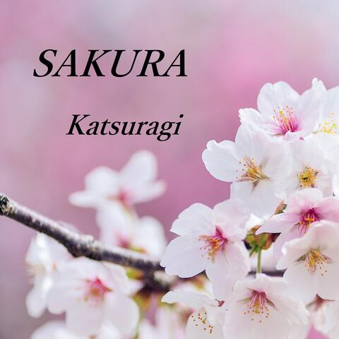 Cherry Blossoms