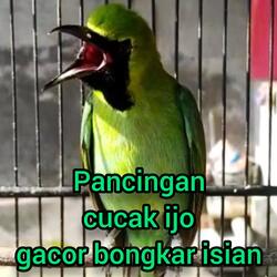 Pancingan Cucak Ijo Gacor Bongkar Isian
