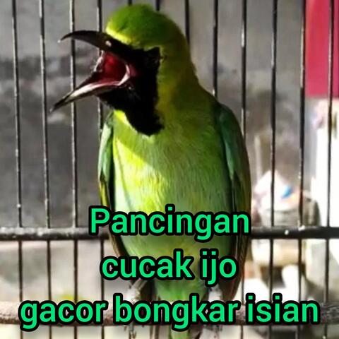 Pancingan Cucak Ijo Gacor Bongkar Isian