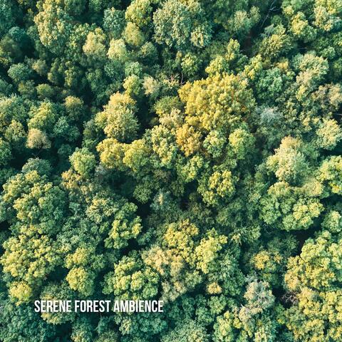 Serene Forest Ambience